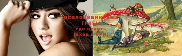 стаф Магас